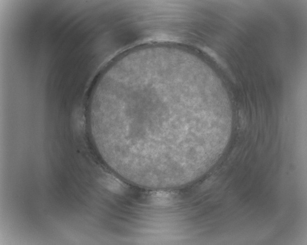 X0000068721266200605192244