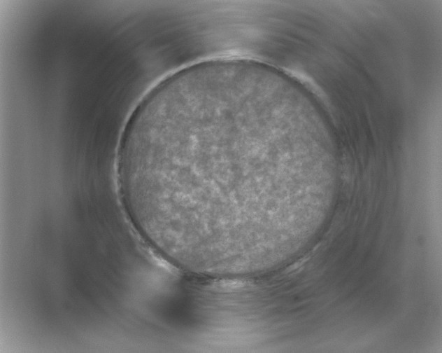 X0000068721278200605192244