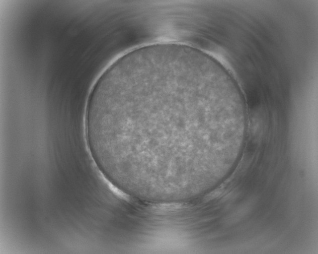 X0000068721294200605192243