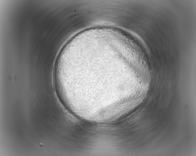 X0000068721295200605192243