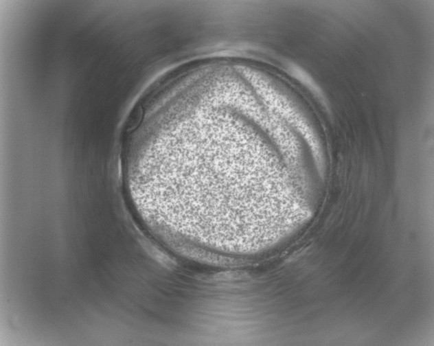 X0000068721368200605192242