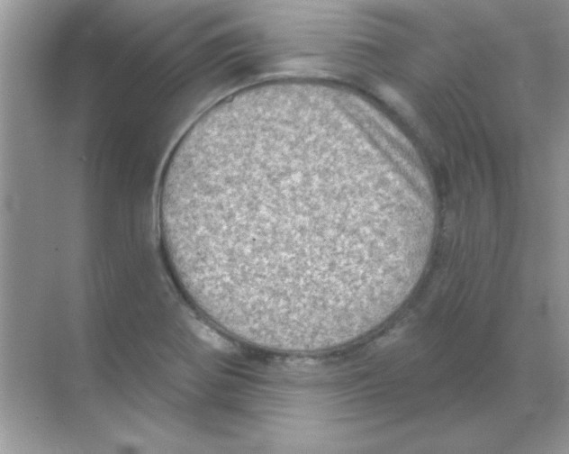 X0000068721370200605192242