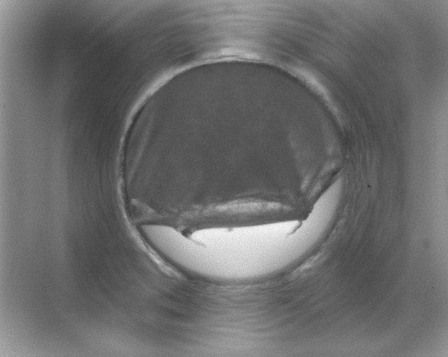 X0000068721373200605192242