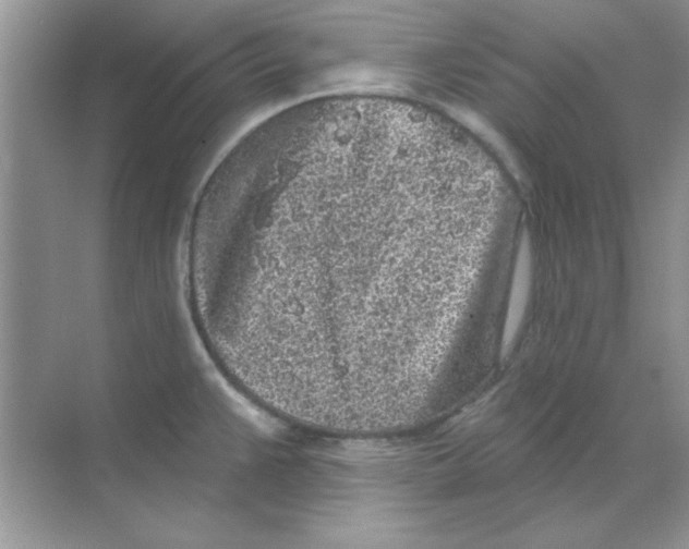 X0000068721383200605192242