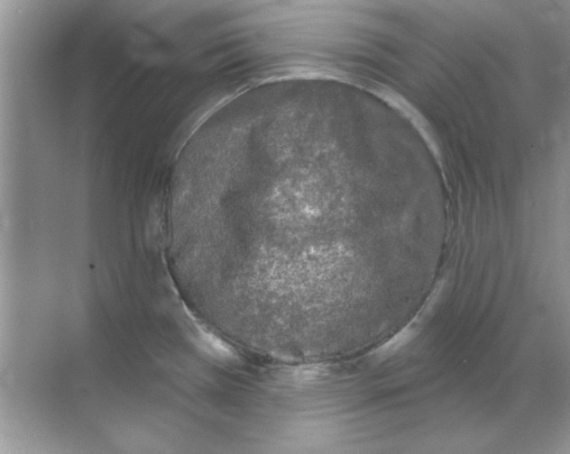 X0000068721385200605192242