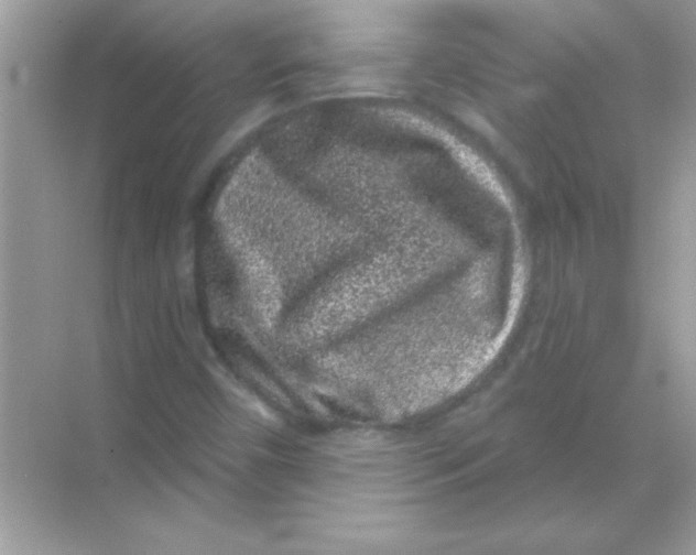 X0000068721450200605192241