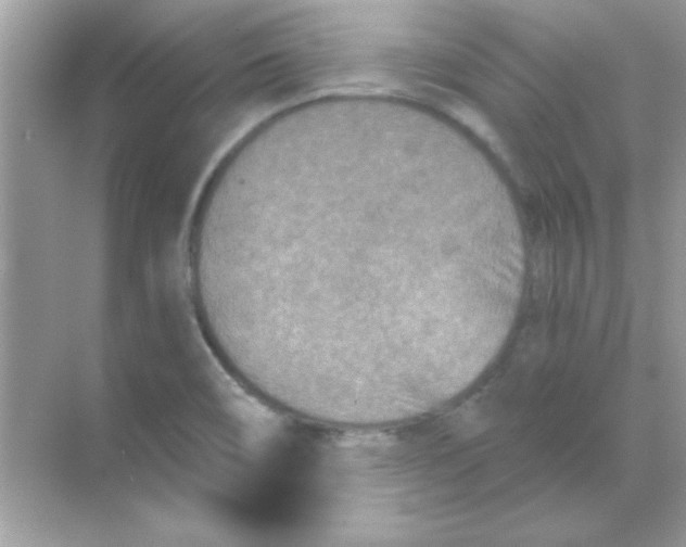 X0000068721466200605192241