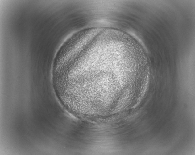 X0000068721477200605192240