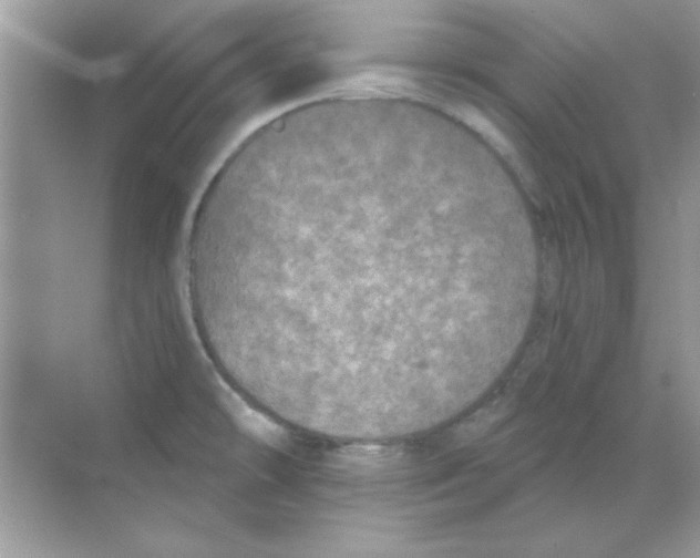 X0000068721478200605192240