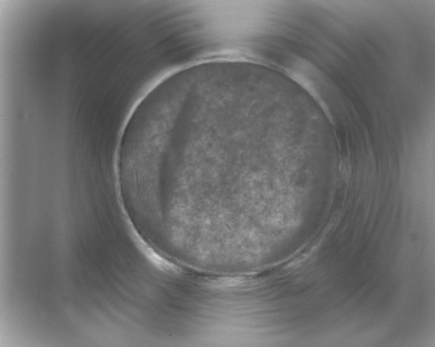 X0000068721482200605192240