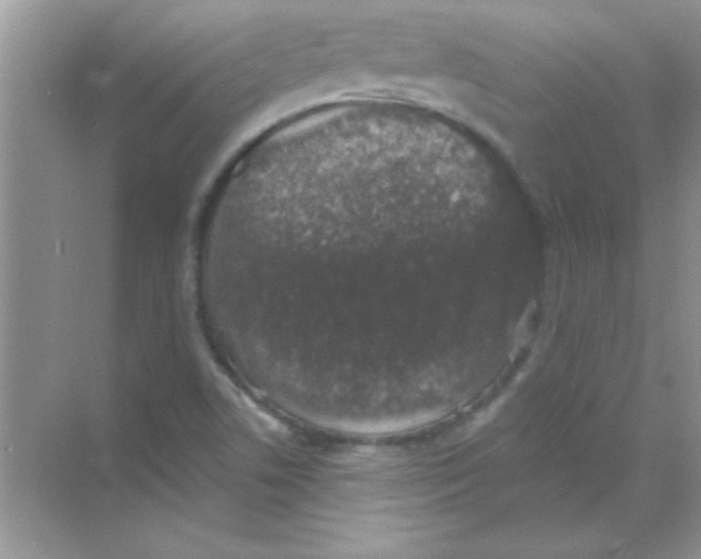 X0000068721506200605192240