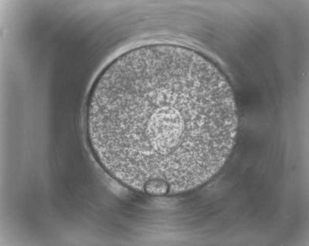 X0000068721514200605192240