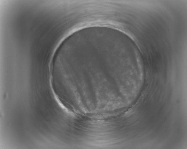 X0000068721515200605192240