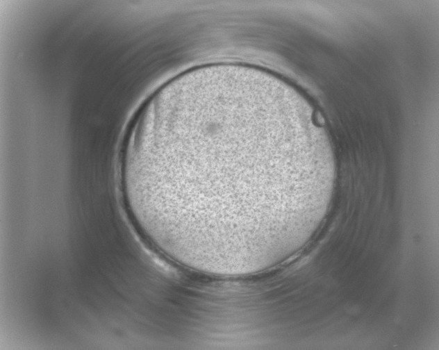 X0000068721517200605192240