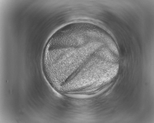 X0000068721533200605192240