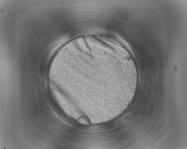X0000068720059200605262011
