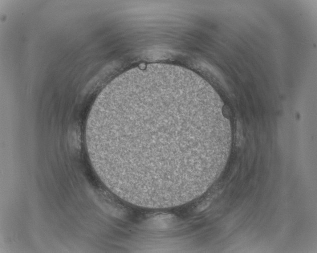 X0000068720210200605262009