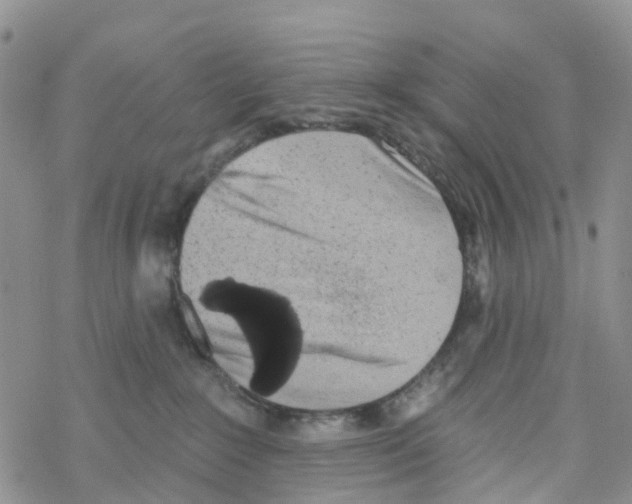X0000068720235200605262008