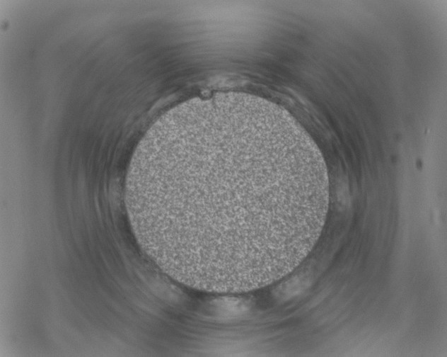 X0000068720326200605262007