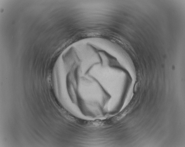 X0000068720329200605262007