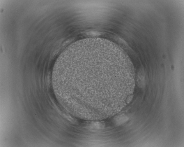 X0000068720330200605262007