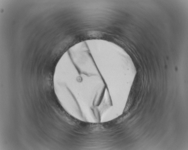 X0000068720424200605262005