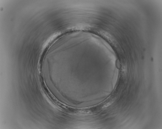 X0000068720678200605262001