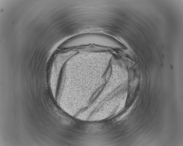 X0000068720830200605261958