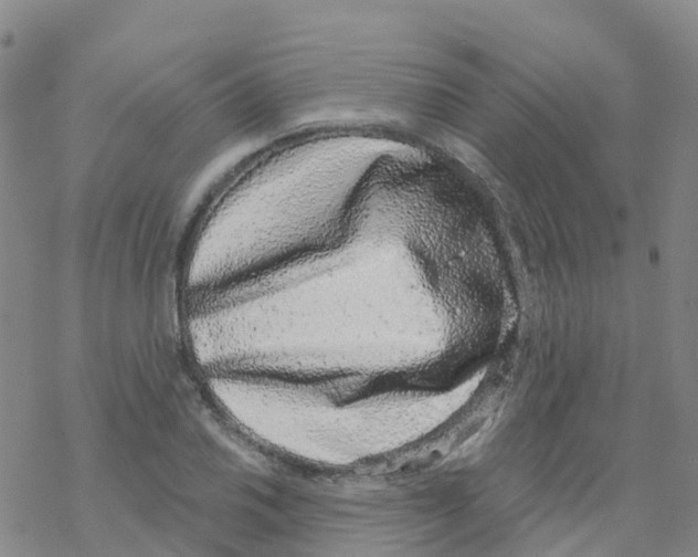 X0000068721030200605261955