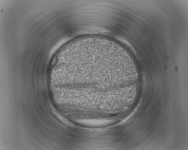X0000068721114200605261954