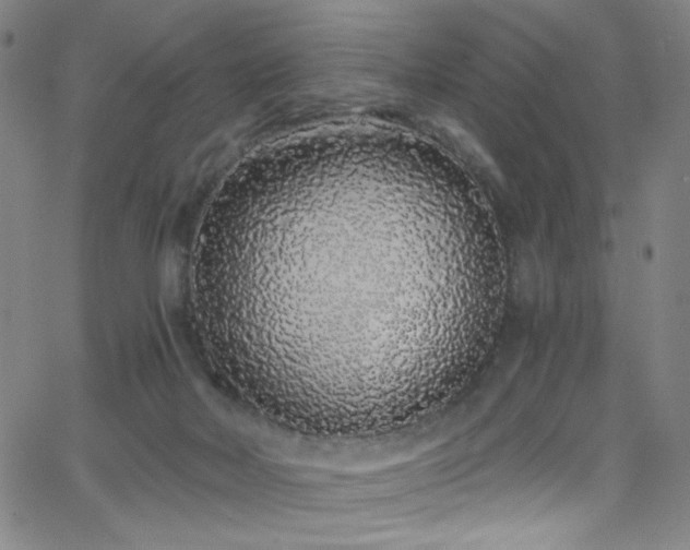 X0000068730026200604281150
