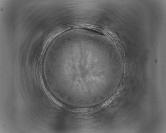 X0000068730049200604281149