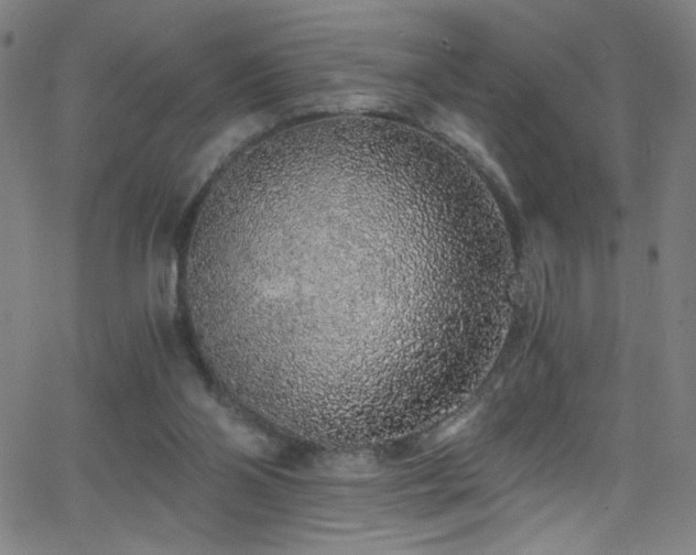 X0000068730110200604281149