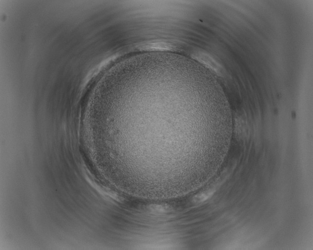X0000068730302200604281145