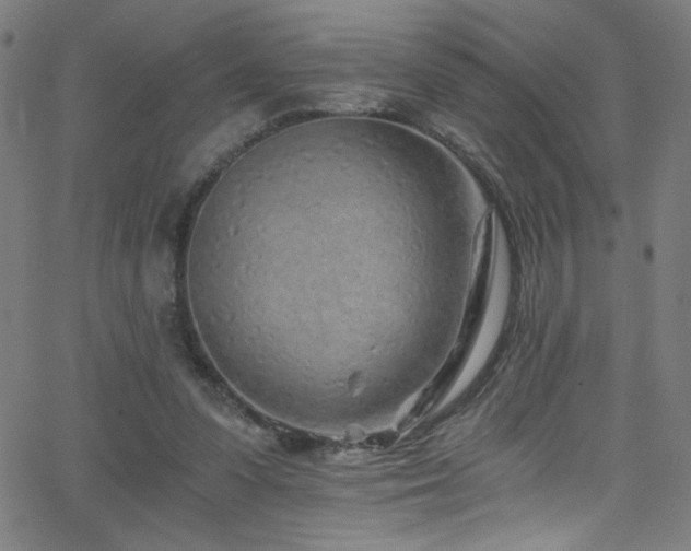 X0000068730303200604281145