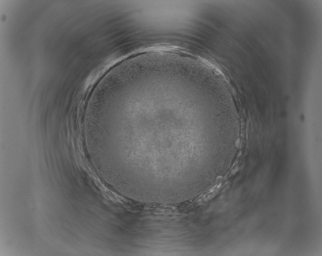 X0000068730337200604281144