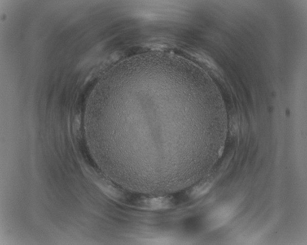 X0000068730365200604281144