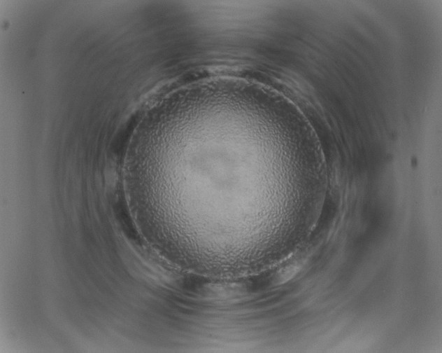 X0000068730367200604281144