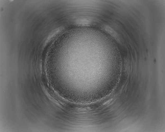X0000068730494200604281142