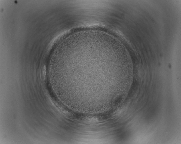 X0000068730640200604281140