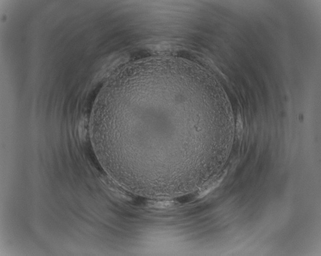 X0000068730671200604281140