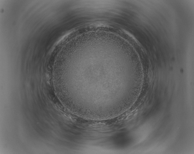 X0000068730823200604281136