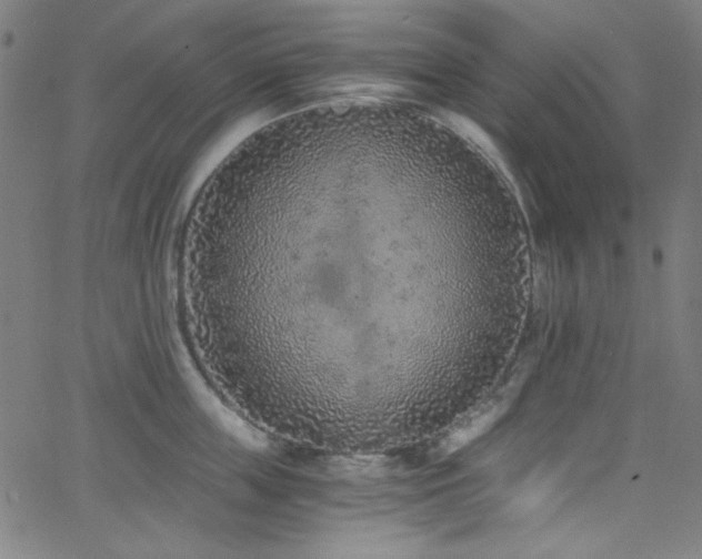 X0000068730859200604281137
