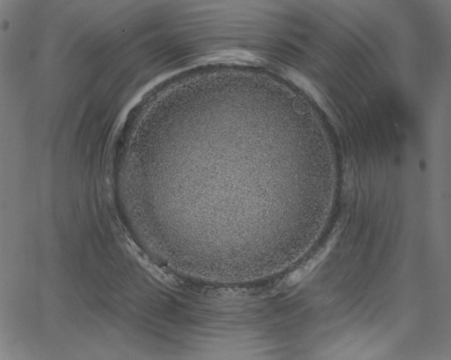 X0000068730923200604281135
