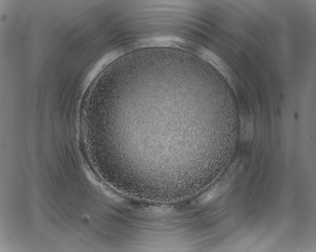X0000068730994200604281134