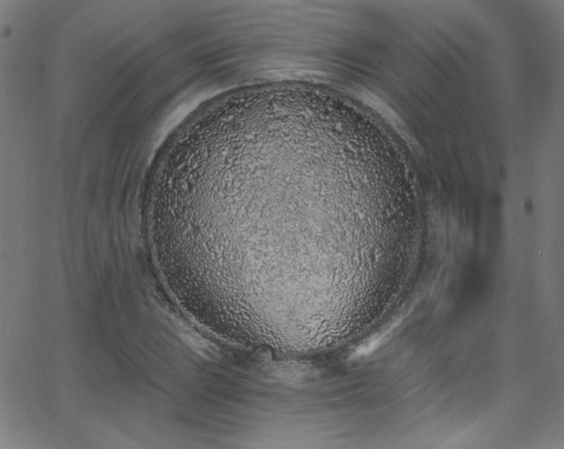 X0000068731023200604281133