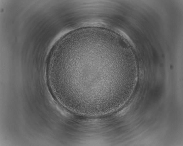 X0000068731035200604281133