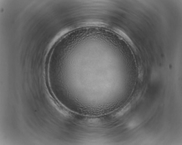 X0000068731043200604281134