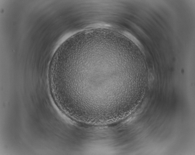 X0000068731055200604281134