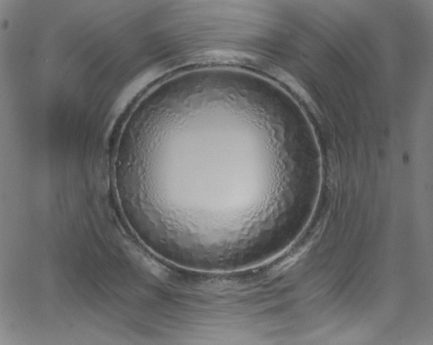 X0000068731075200604281133